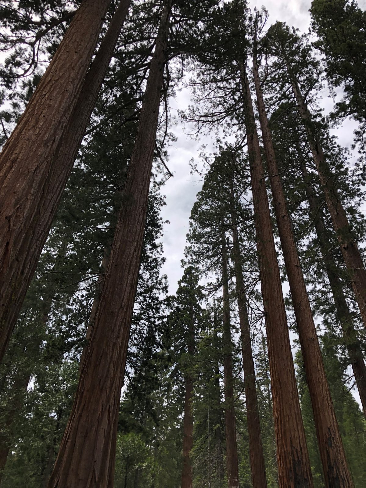 Travel Diary: Yosemite National Park